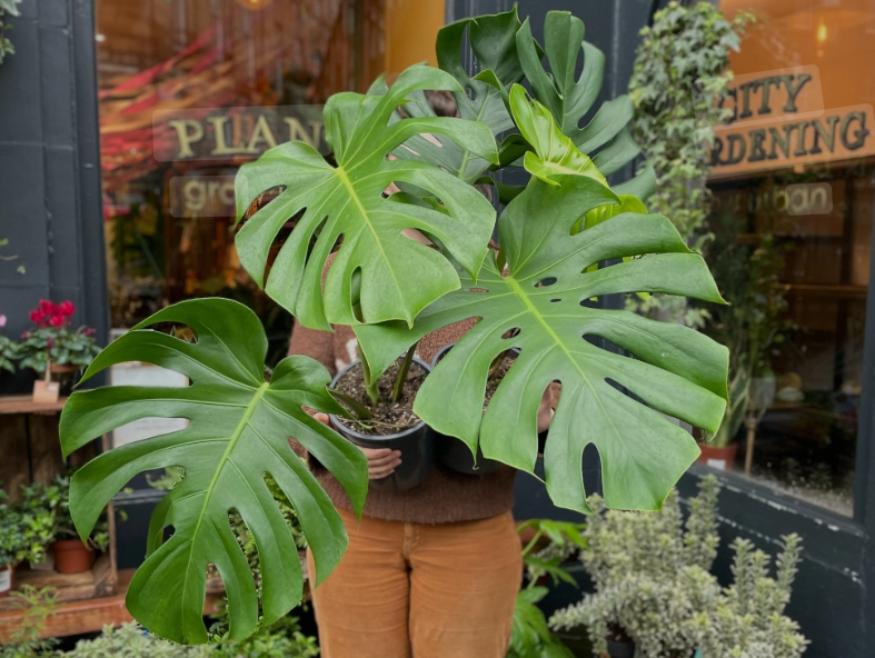 Cool House Plants to Add to Your Home cool house plants