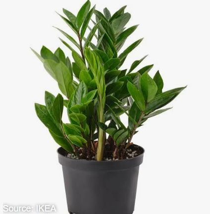 Cool House Plants to Add to Your Home cool house plants