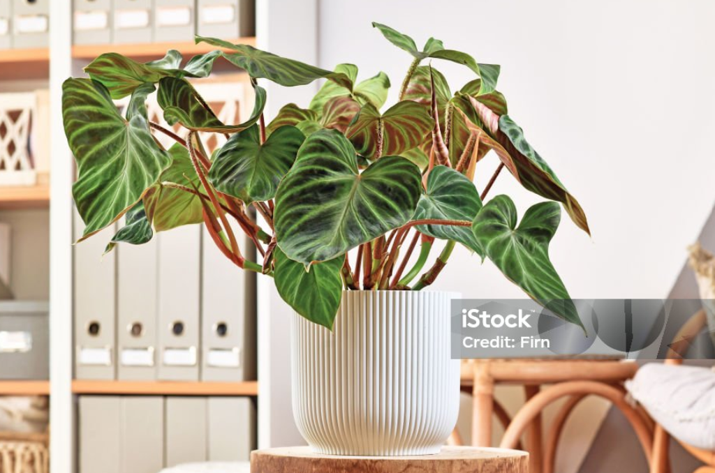 Top 7 Rare Houseplants You Need for Your Home Garden rare houseplants