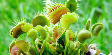 Top Rare Plants to Grow Indoors: Your Complete Guide rare plants