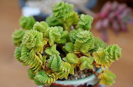 10 Rare Succulents You’ve Never Seen Before (and How to Care for Them) rare succulents