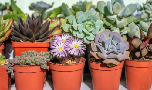 10 Rare Succulents You’ve Never Seen Before (and How to Care for Them) rare succulents