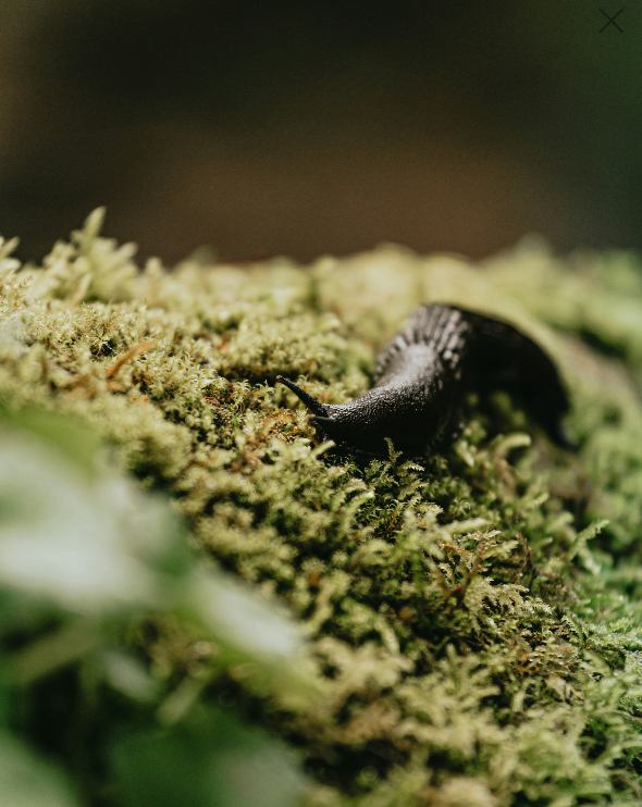 How to Get Rid of Slugs in the Garden | Natural Methods How to Get Rid of Slugs in the Garden