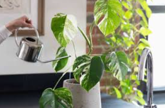How Often to Water Monstera for Lush Growth How Often to Water Monstera