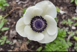 9 Stunning Cool Flowers + Inspiring AI Nature Visuals cool flowers