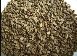 carrot seeds