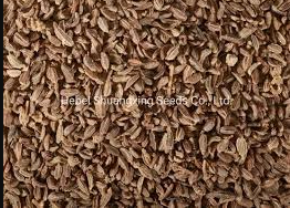 7 Powerful Carrot Seeds Tips for Perfect Germination & Yield carrot seeds