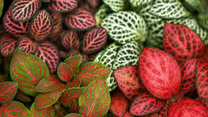 7 Powerful Nerve Plant Tips to Revive & Thrive nerve plant