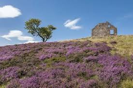 heather flowers