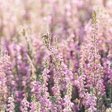 7 Powerful Reasons to Grow Heather Flowers + Expert Care Tips heather flowers