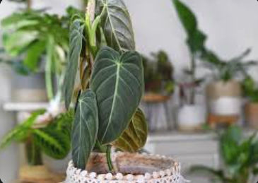 Top Rare Plants to Grow Indoors: Your Complete Guide rare plants