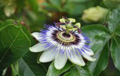 Top Rare Plants to Grow Indoors: Your Complete Guide rare plants