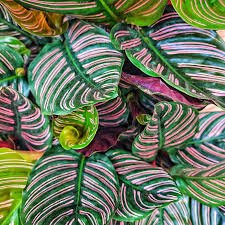calathea
