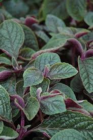 7 Essential Tips for Thriving Swedish Ivy Plant