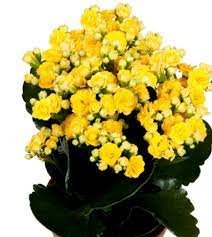 kalanchoe plant