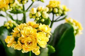 10 Powerful Ways to Grow a Healthy Kalanchoe Plant kalanchoe plant