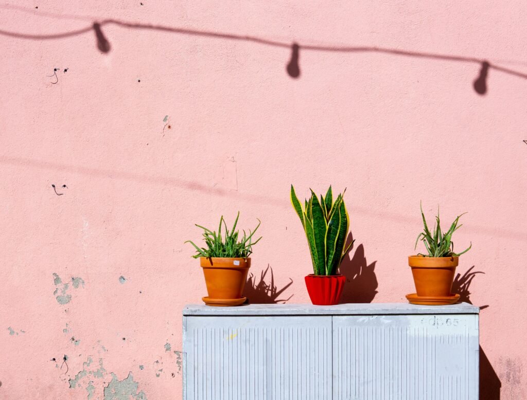 9 Powerful Snake Plant Benefits You Can’t Ignore Snake Plant Benefits