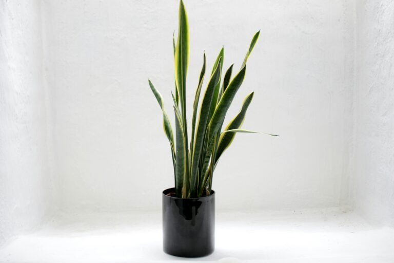 Snake Plant Benefits