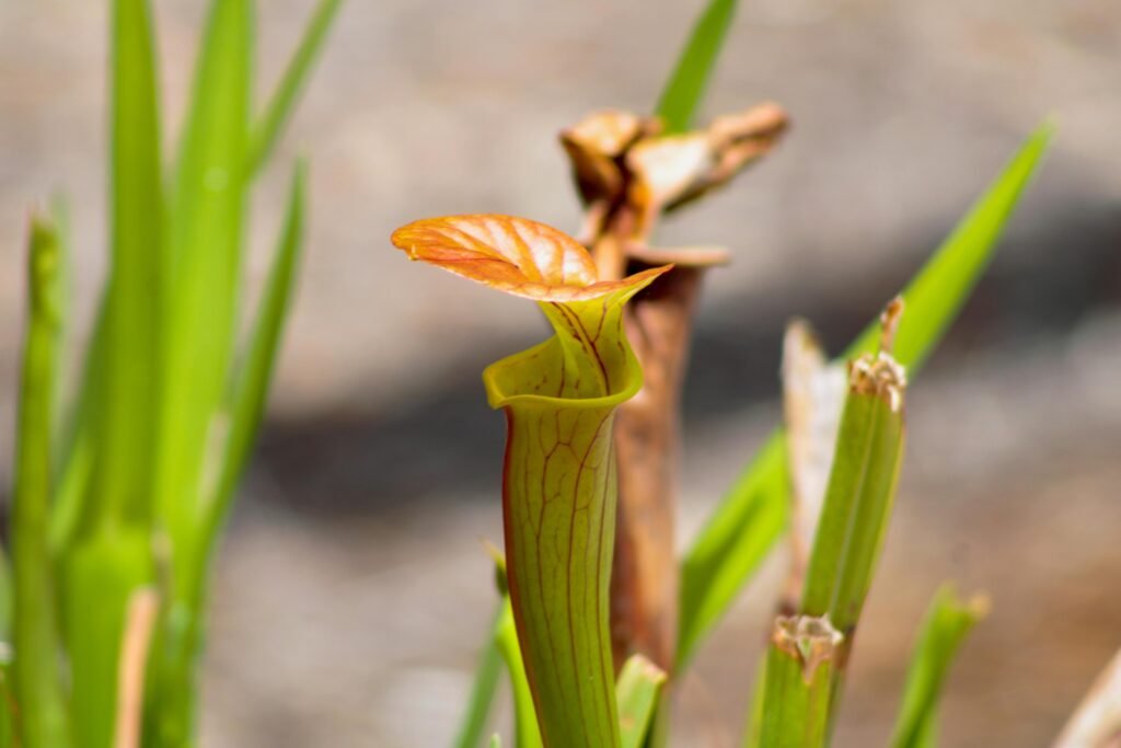 cool plants