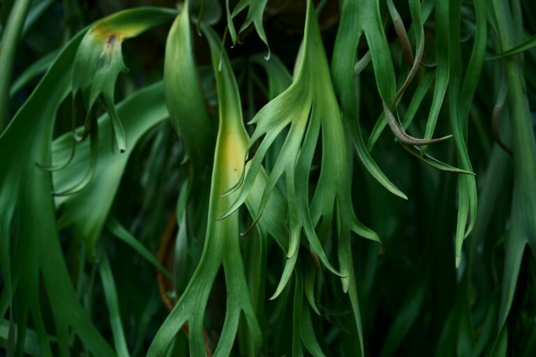 Unique and Cool Plants for Indoor & Outdoor Spaces cool plants