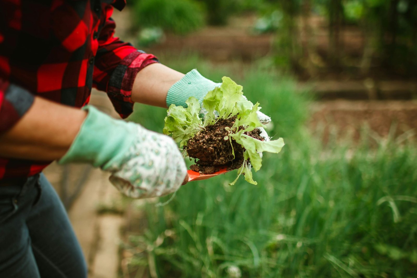 Garden Hand Tools: The Definitive Expert Guide Garden Hand Tool