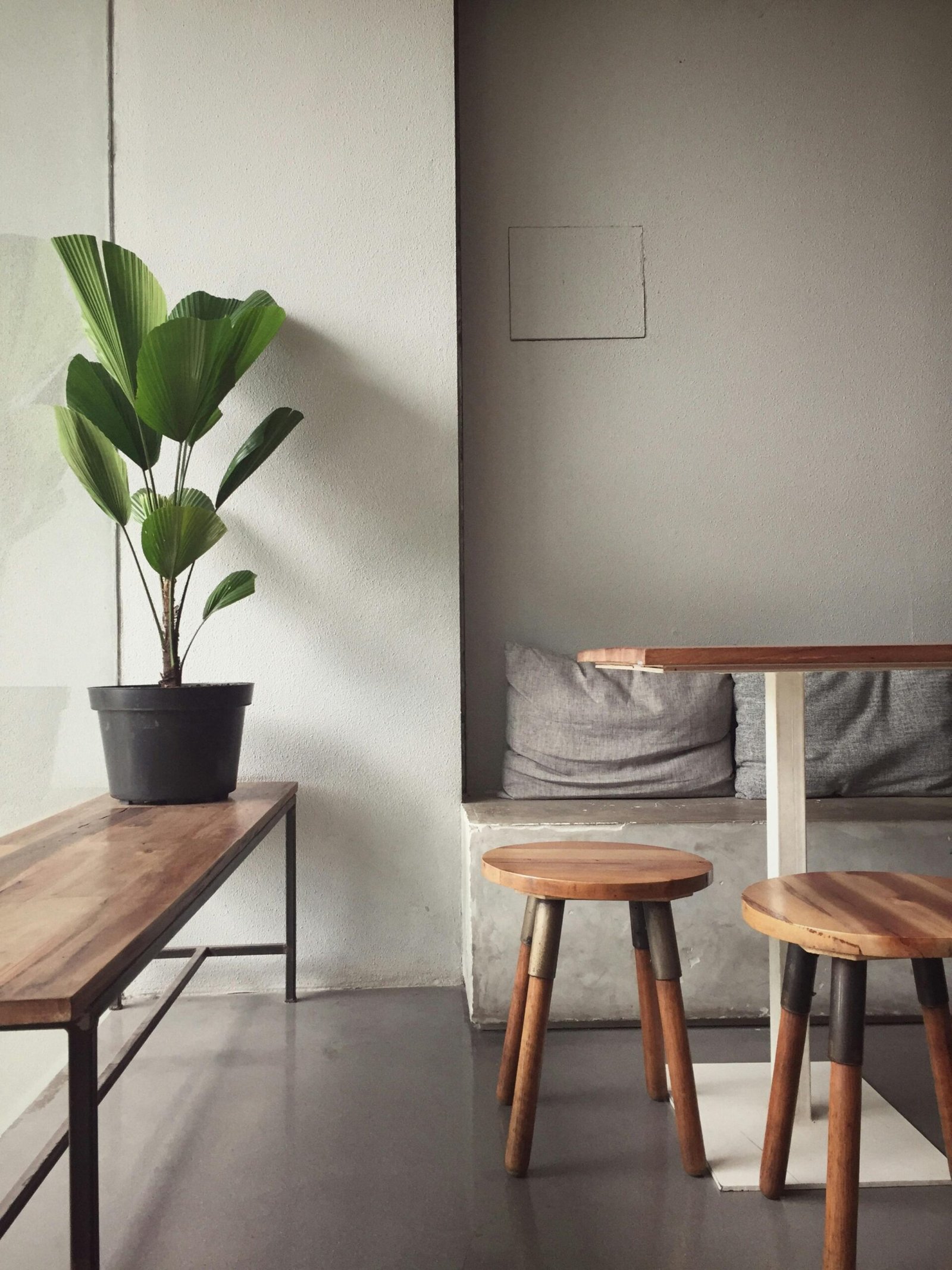 Rare Indoor Plants to Grow in 2025 for Your Home rare indoor plants