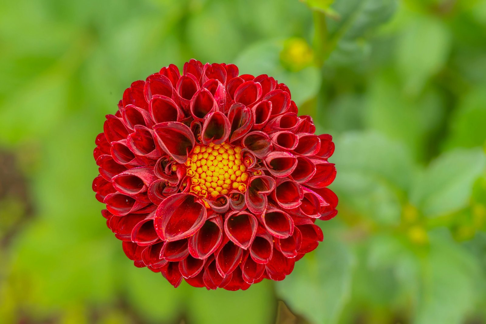 Home gardening: Ultimate Guidelines Home Gardening