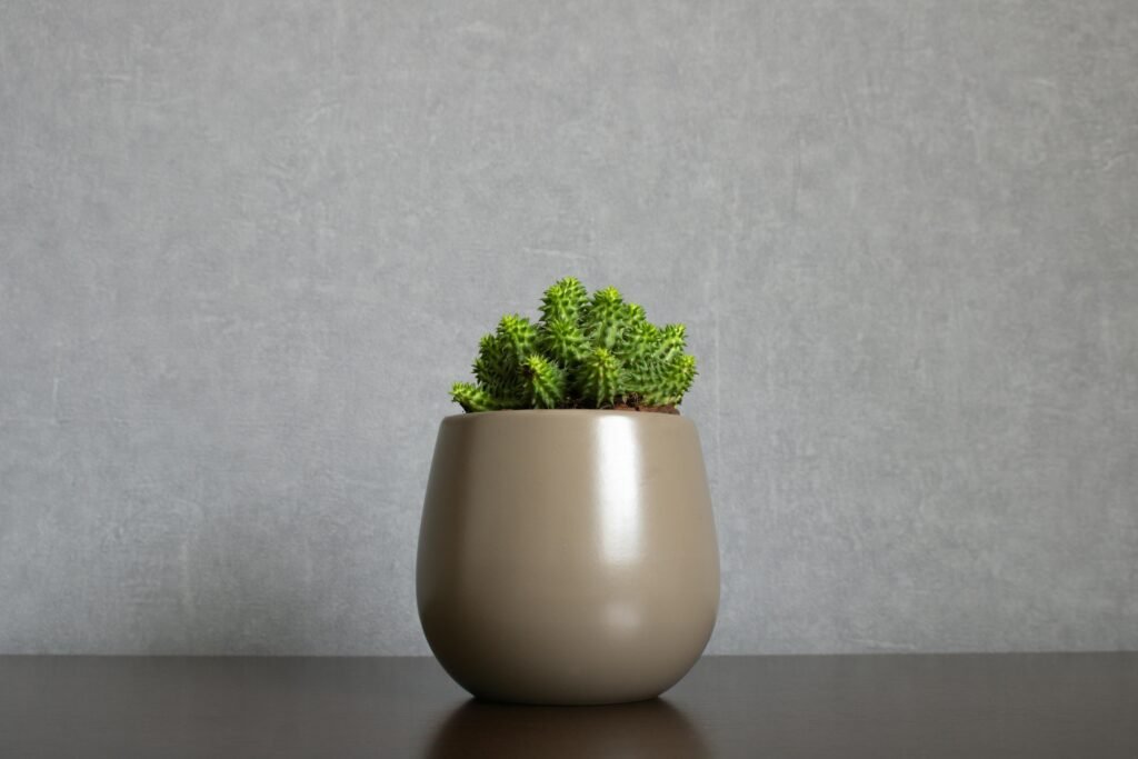 Top 7 Rare Houseplants You Need for Your Home Garden rare houseplants
