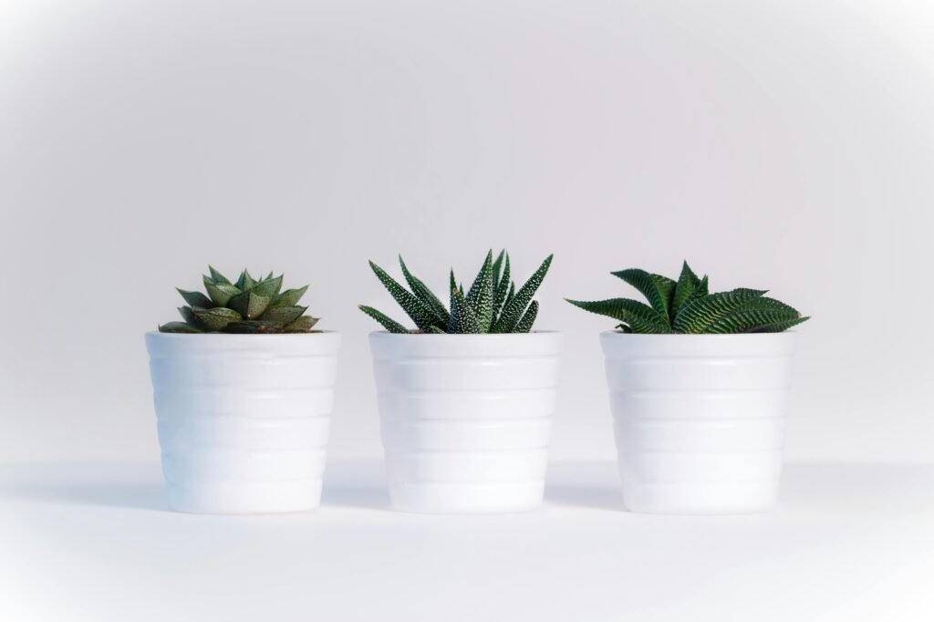 Top 7 Rare Houseplants You Need for Your Home Garden rare houseplants