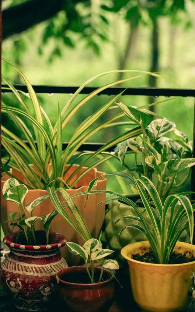 Cool House Plants to Add to Your Home cool house plants