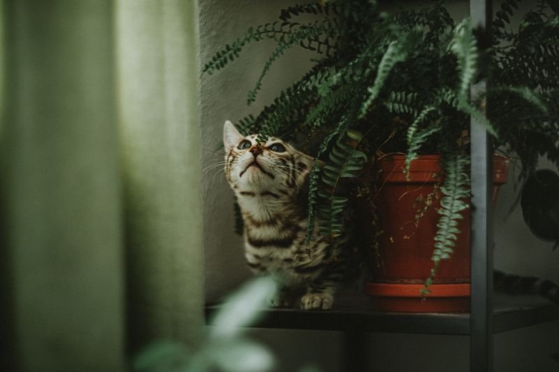 The Snake Plant: Your Ultimate No-Fail Guide to Benefits, Care & Propagation