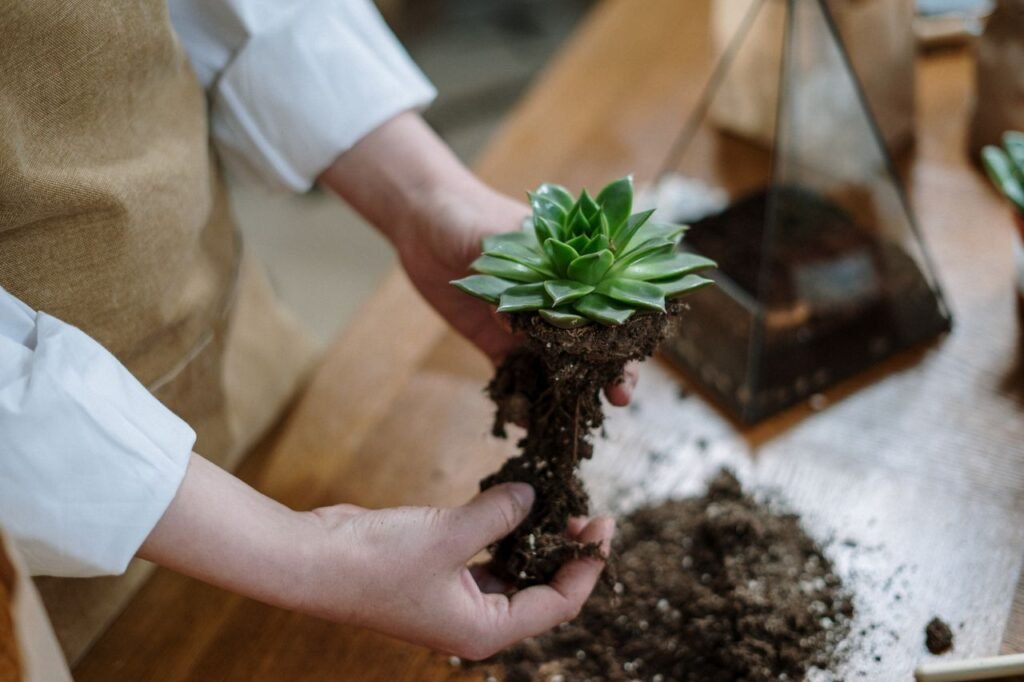 The Snake Plant: Your Ultimate No-Fail Guide to Benefits, Care & Propagation