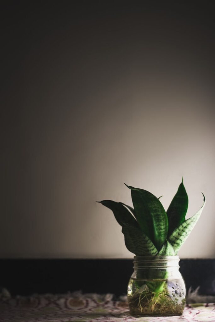 The Snake Plant: Your Ultimate No-Fail Guide to Benefits, Care & Propagation