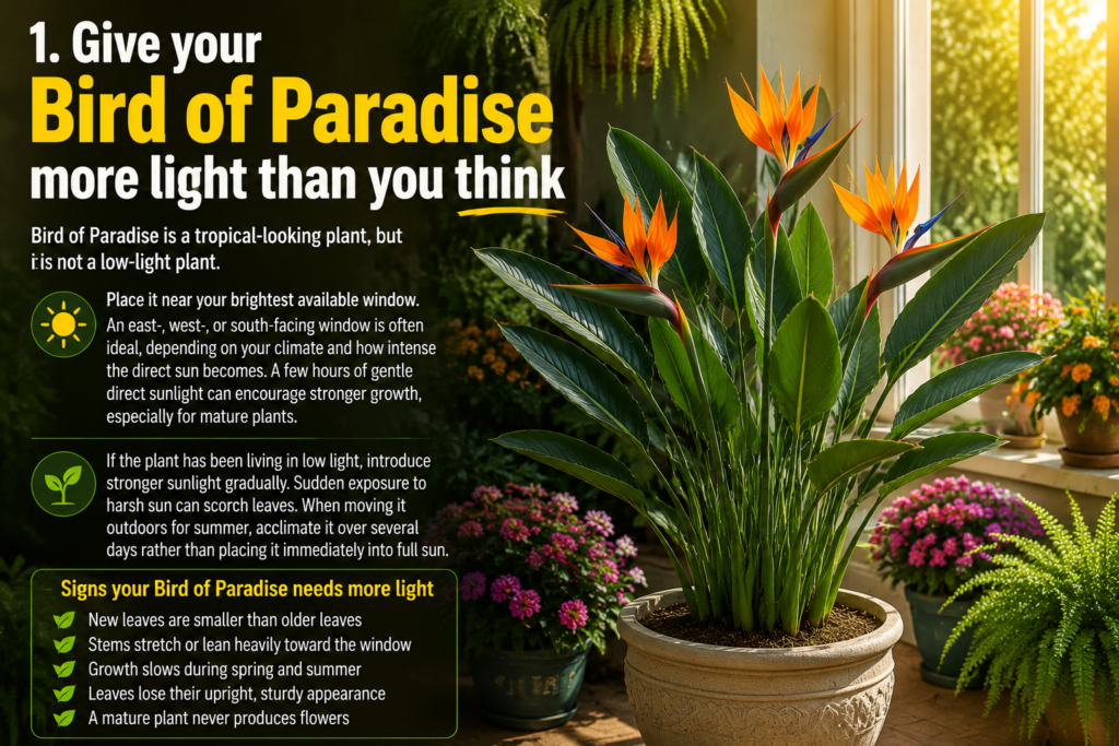 Bird of Paradise Plant – How to Grow, Care & Keep It Thriving Sunlit indoor garden featuring a Bird of Paradise plant in a pot surrounded by lush houseplants and colorful flowers near a bright window, with a bold headline about giving the plant more light for healthy growth.