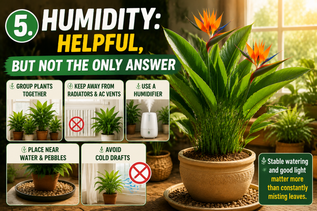 Bird of Paradise Plant – How to Grow, Care & Keep It Thriving Bird of Paradise humidity care infographic showing a healthy indoor plant in a bright room with tips for maintaining humidity, including grouping plants, avoiding drafts, using a humidifier, and keeping balanced watering for strong tropical growth.