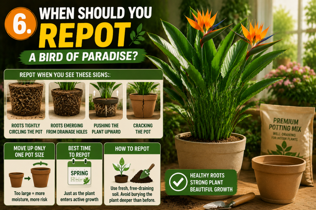 Bird of Paradise Plant – How to Grow, Care & Keep It Thriving Bird of Paradise repotting guide infographic showing a healthy tropical plant in a pot alongside step-by-step visual signs for repotting, including root circling, roots emerging from drainage holes, upward pushing growth, and cracked pots, with tips for using fresh well-draining soil and repotting in spring for optimal plant health.