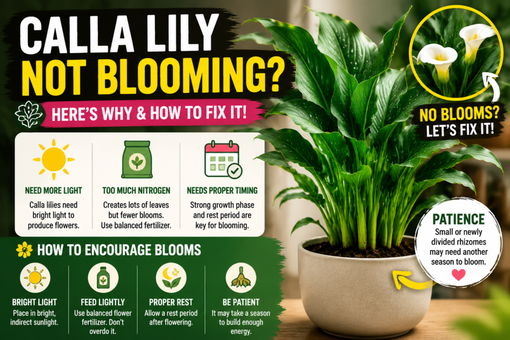 Calla Lily Problems — Why Your Calla Lily Is Struggling & How to Fix It Calla lily not flowering due to low light or excess nitrogen fertilizer with healthy green leaves but no blooms