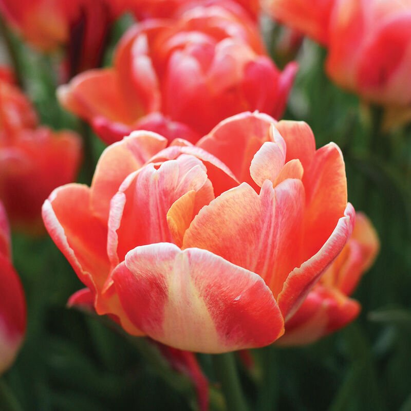 Beautiful Flowers That Will Transform Your Garden