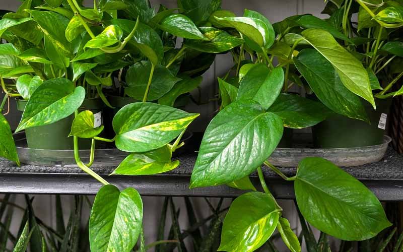Pothos Plant Care Guide: How to Grow Devils Ivy Indoors (2026)