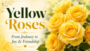 yellow rose