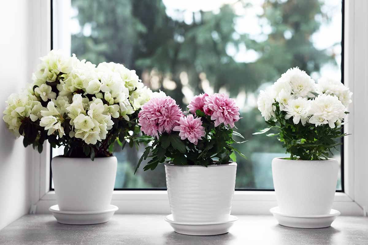 Chrysanthemum — November birth flower
