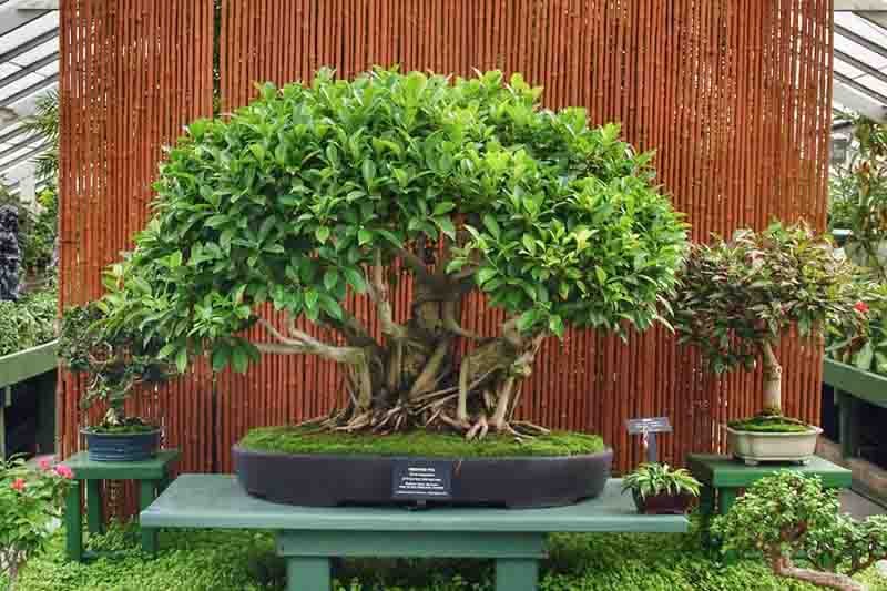 Ficus Tree Varieties Growing Guide
