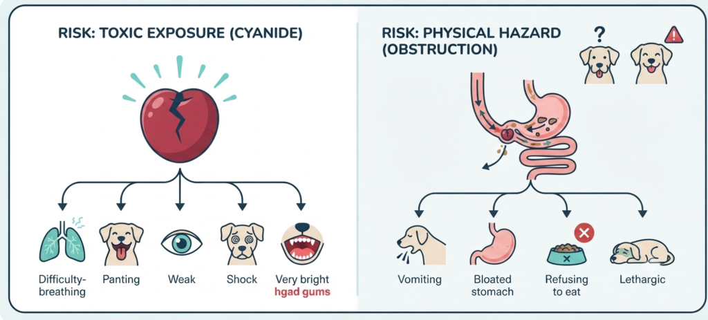Can Dogs Eat Cherries? A Vet-Informed Safety Guide for Dog Owners