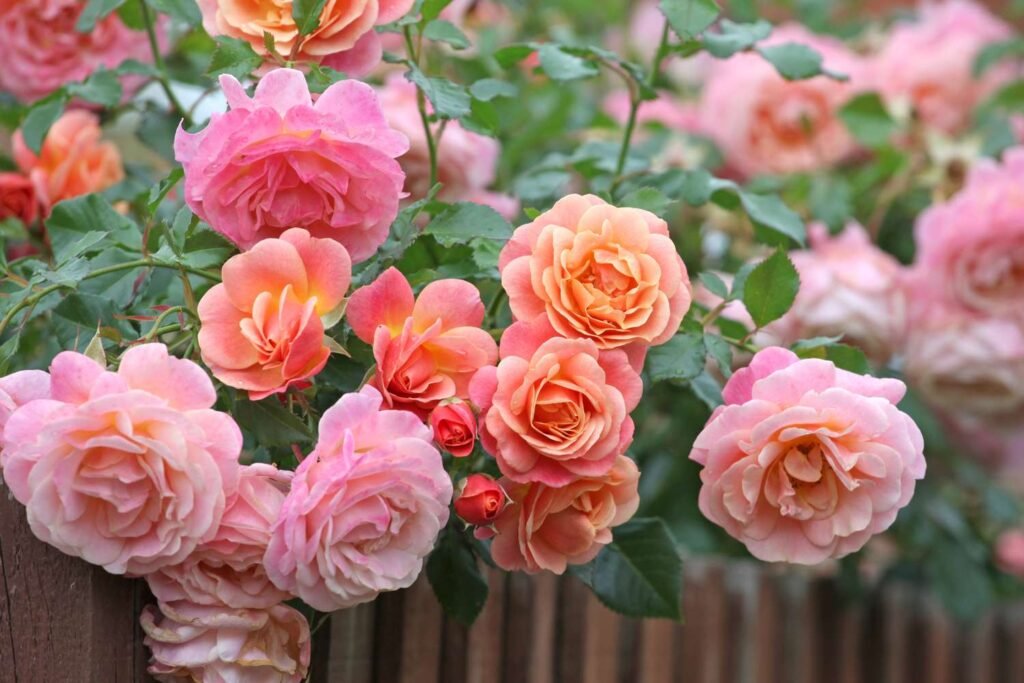 Rose Bushes Guide: How to Grow, Care for, and Maintain Beautiful Roses