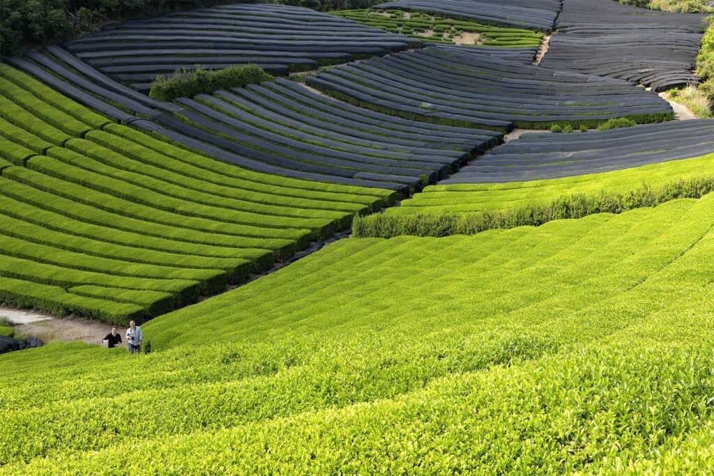 Where Is Matcha From? Origin, Culture, and History