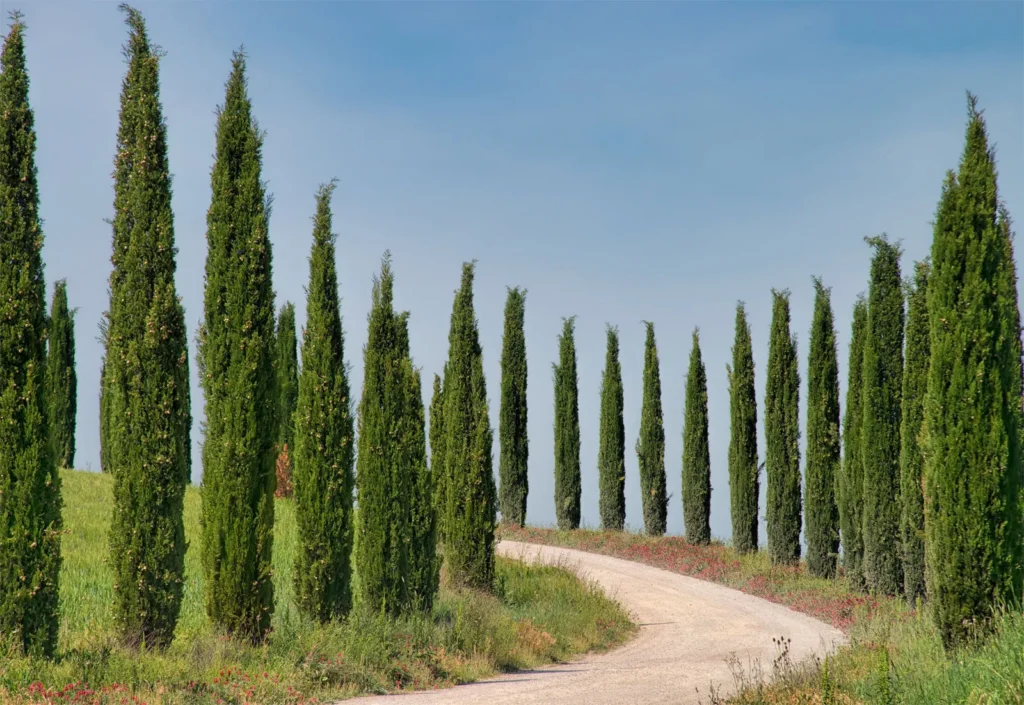 Cypress Tree: Popular Varieties and Growing Guide