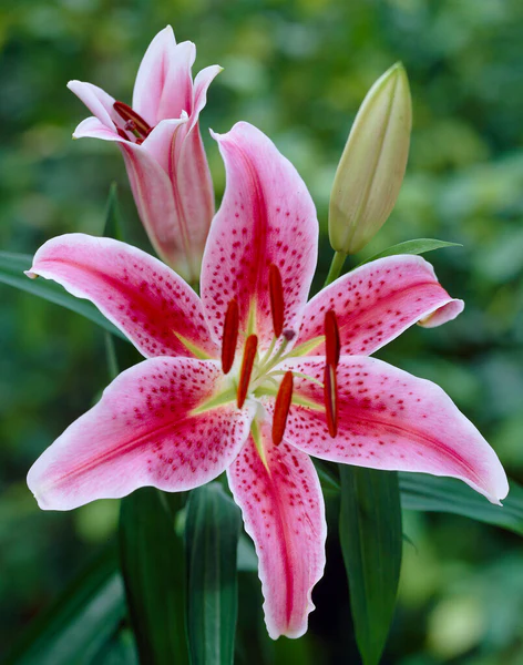 Lilies Flowers: From Garden Favorites to Stunning Arrangements