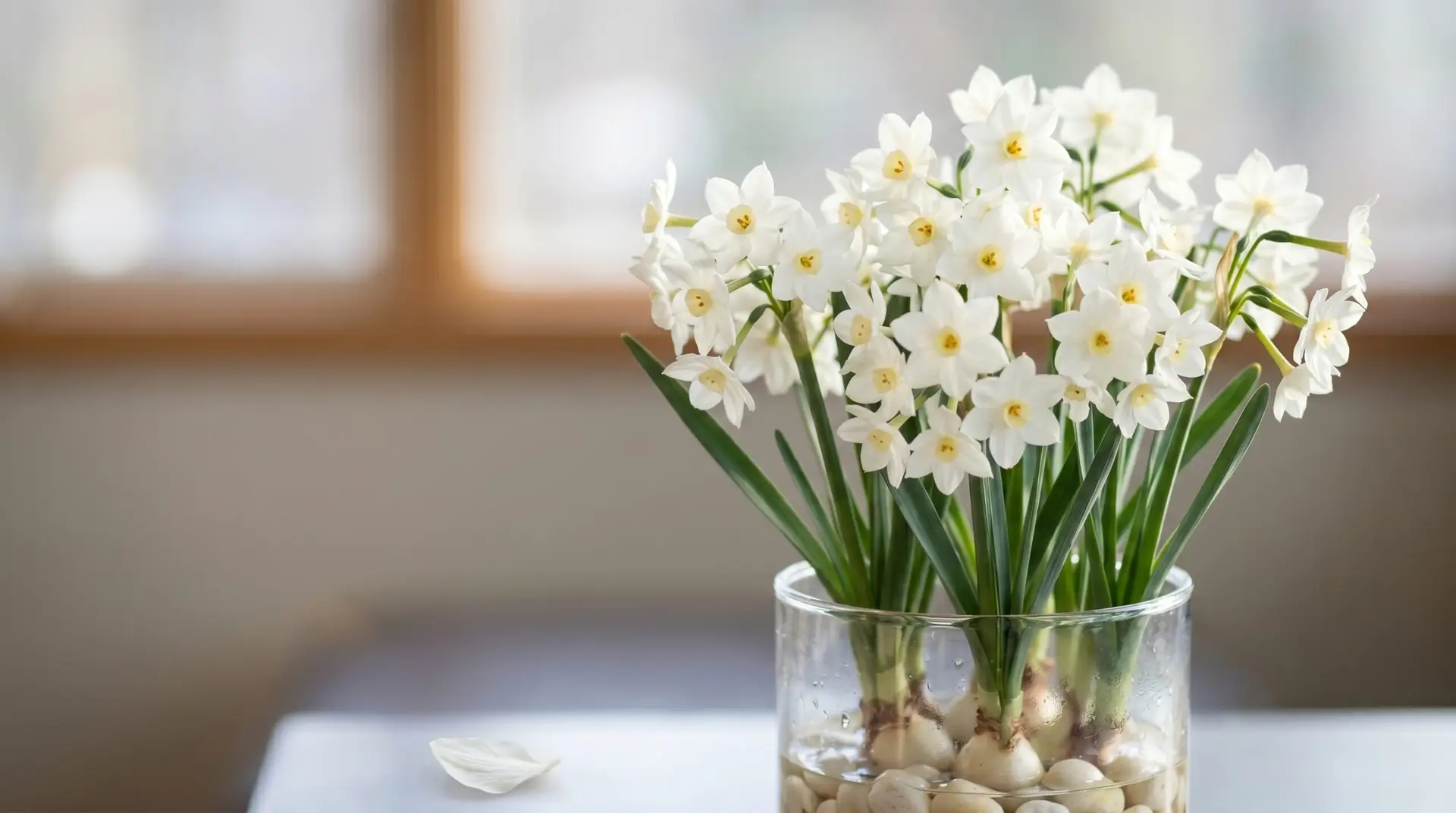 Narcissus and holly — December birth flowers