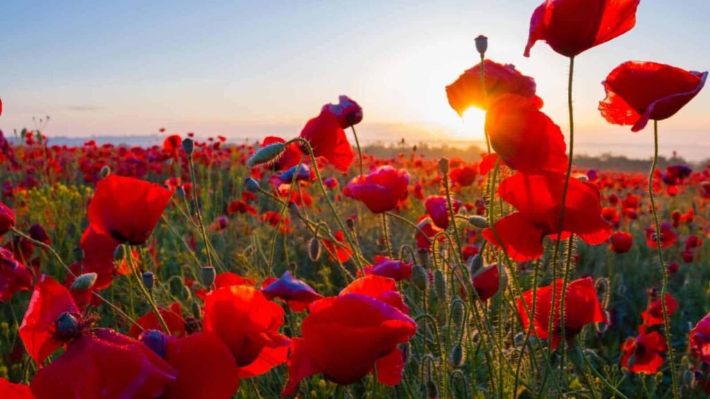 Red Flowers: A Bold Statement For Your Garden And Bouquets