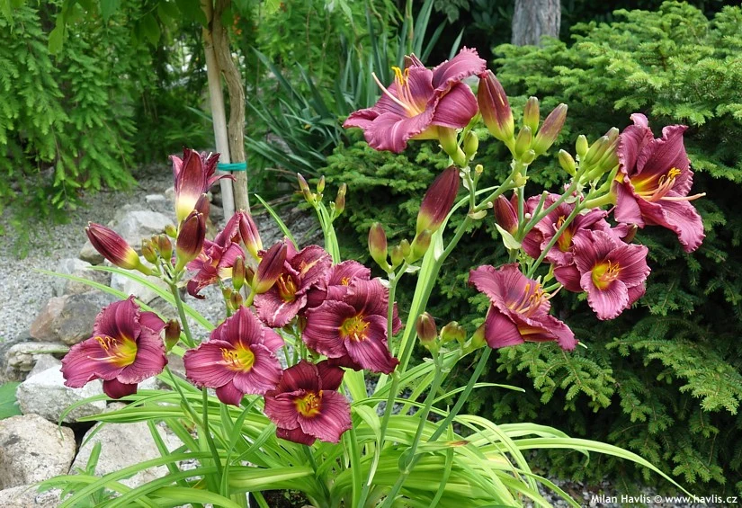 Top Daylilies: The Complete Grower’s Guide